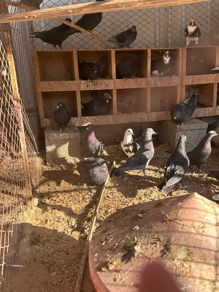 حمام قلاب دماء قويه 3