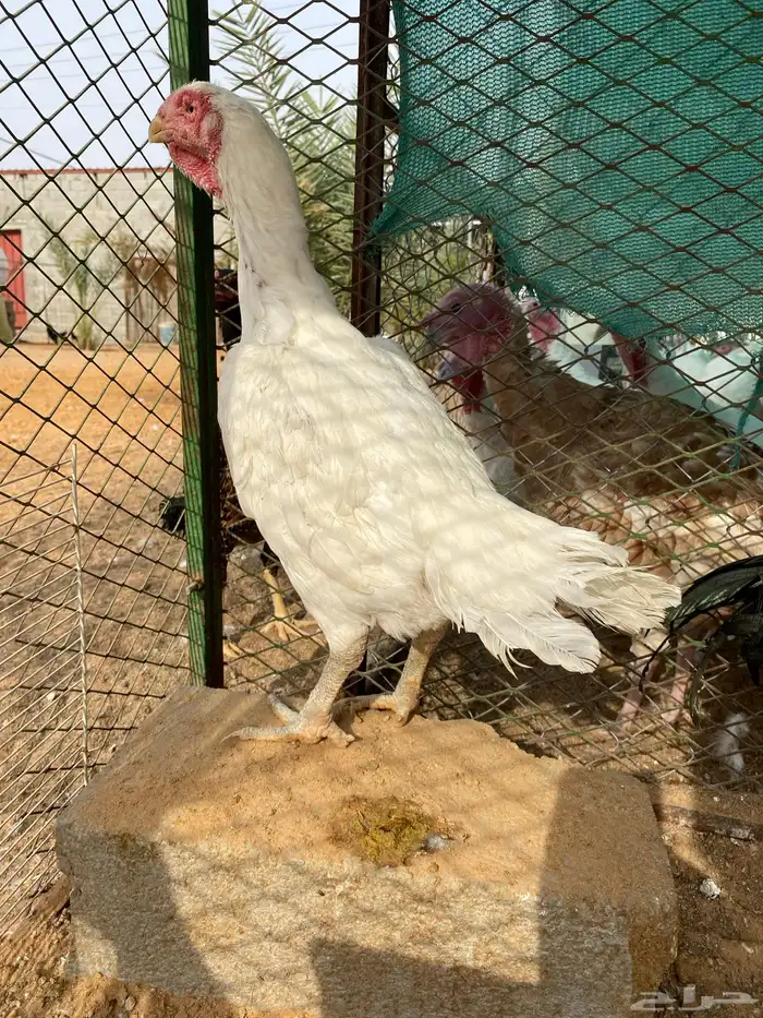 للبيع ديكين فارسي ودجاج جاوي 2
