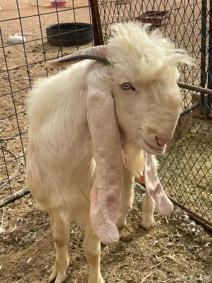 تيس مشروع فحل ابرص مطور 5