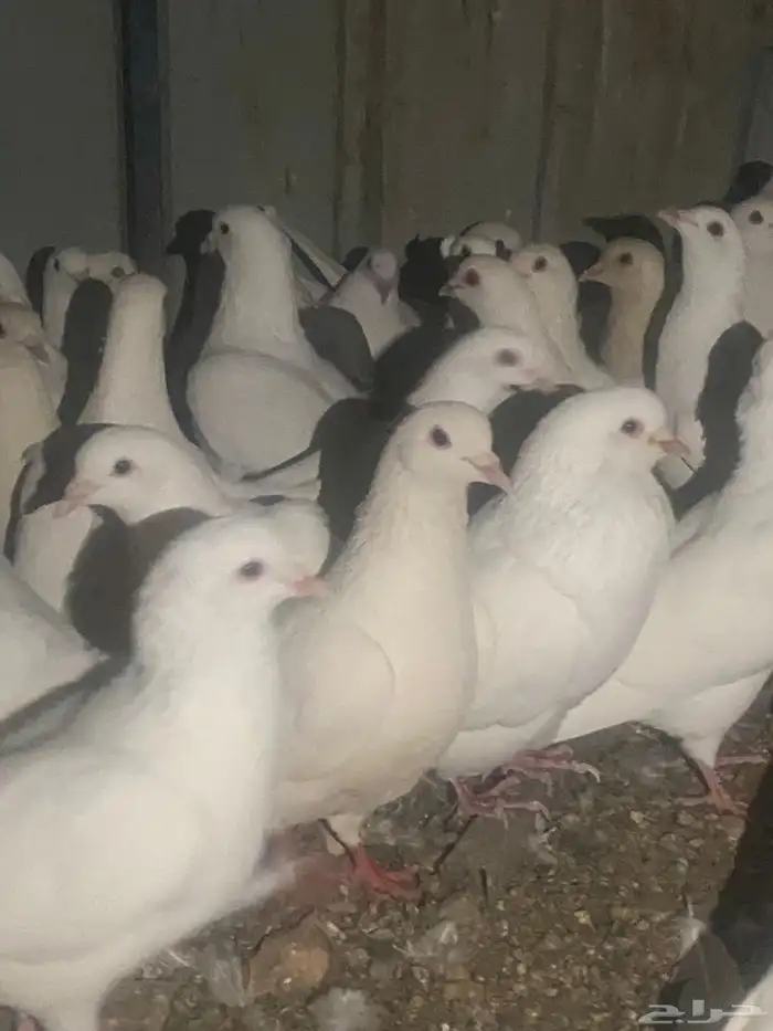 حمام فرنسي منتج كله 3