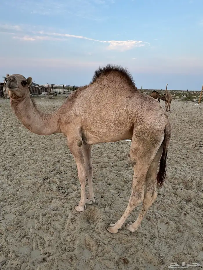 قعود للبيع على السوم 1