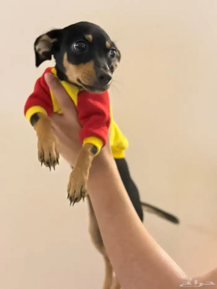 كلب شيواوا للبيع 1