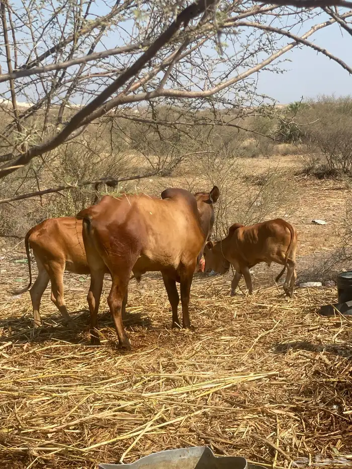 ثوار للبيع السعر سوم 0