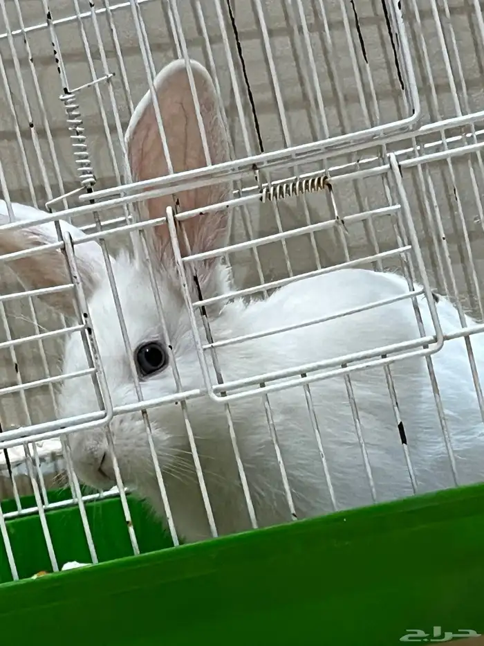 ارنب مع القفص 0