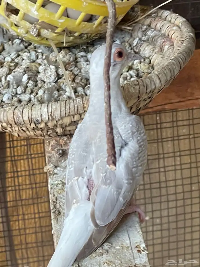 حمام يمام ملكي ماسي 33