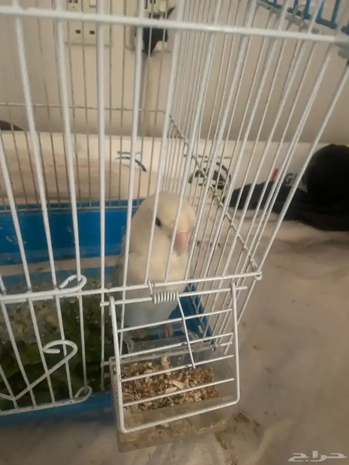 طير روز ارخص سعر 1