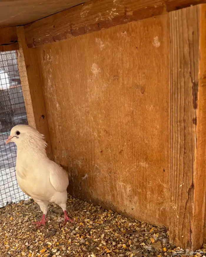 انثى فرنسي 2