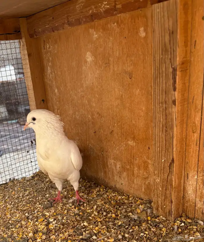 انثى فرنسي 0