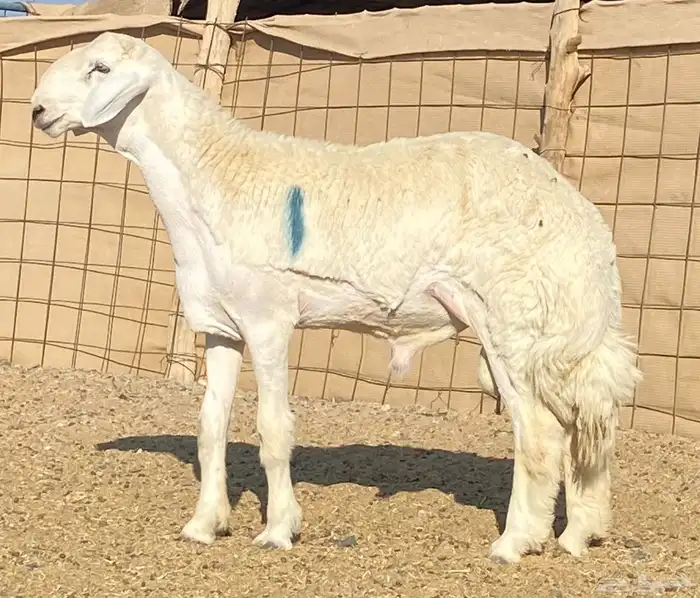 مشاريع فحول حريه صنف الصنف درجه اولى 4