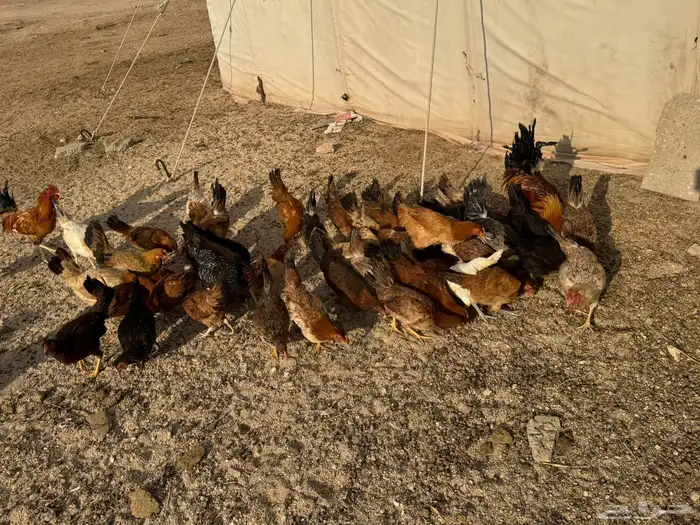 دجاج للبيع 3