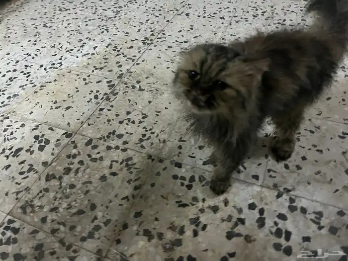 قطة انثى بيكي فيس للتبني . 0