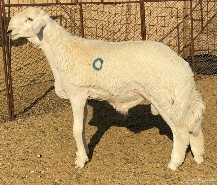 مشاريع فحول حريه صنف الصنف درجه اولى 5