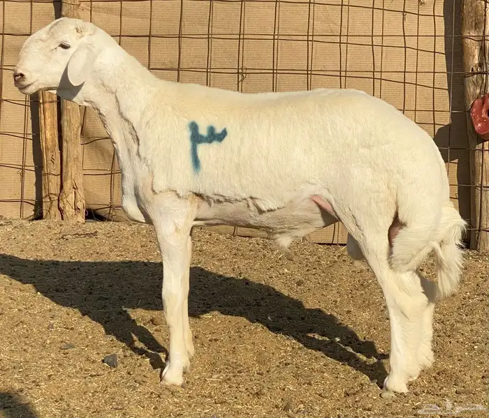 مشاريع فحول حريه صنف الصنف درجه اولى 6