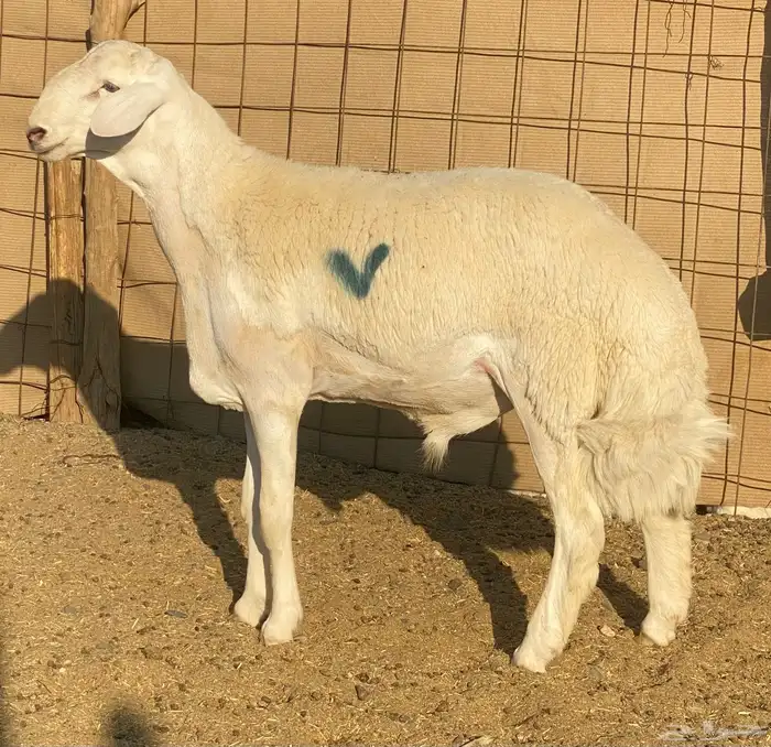 مشاريع فحول حريه صنف الصنف درجه اولى 3