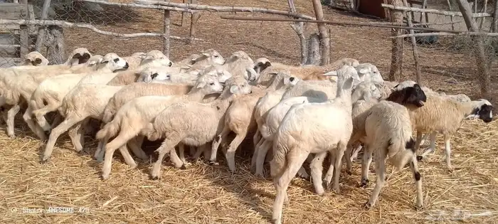 رخال مهجن حري من 500 ريال 0