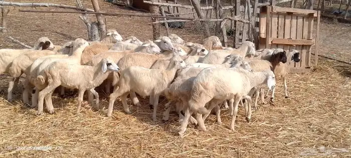 رخال مهجن حري من 500 ريال 1