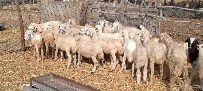 رخال مهجن حري من 500 ريال 3