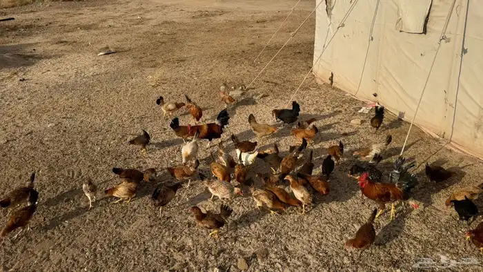 دجاج للبيع 4