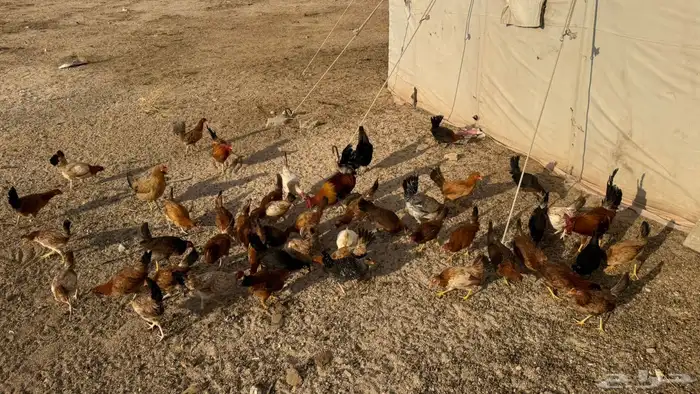 دجاج للبيع 0