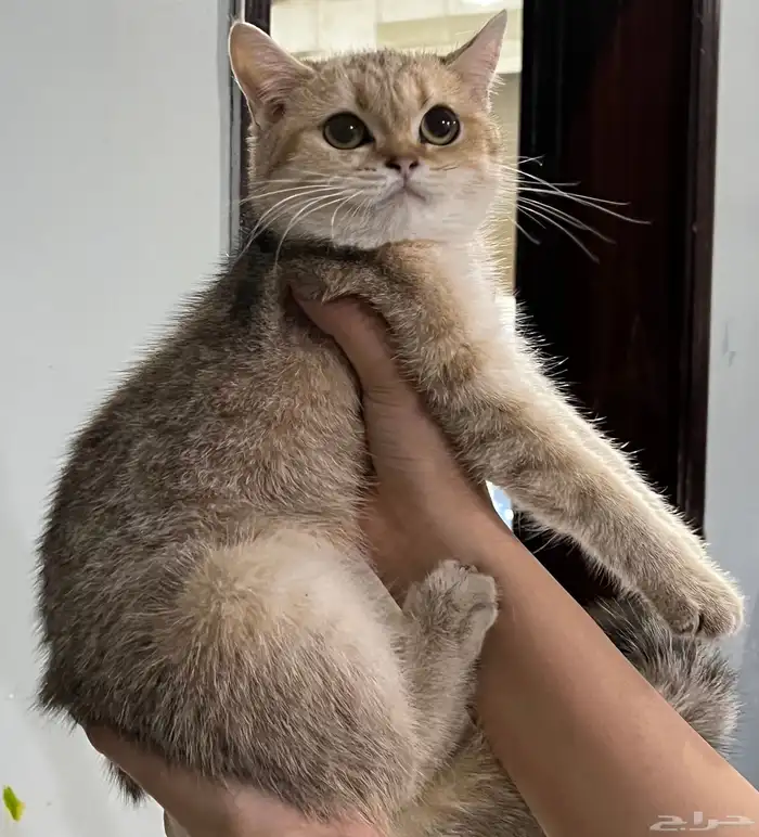 قط سكوتش ستريت للبيع 1