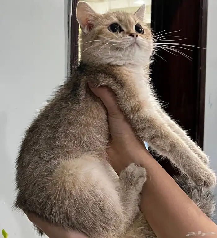 قط سكوتش ستريت للبيع 0