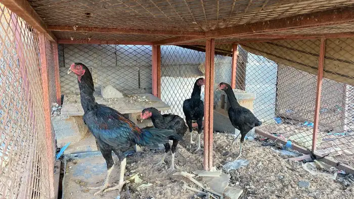 دجاج باكستاني ديك وثلاث دجاج و اربع جميد سليمه من كل شي 2