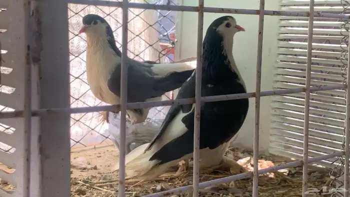 حمام شيرازي 1