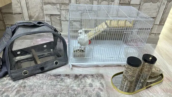 كروان البينو 6