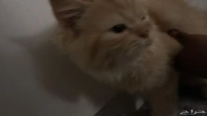 بسس شيرازي عمر الأنثى 4 شهور و الذكر 3 شهور ويحبون يلعبون 2