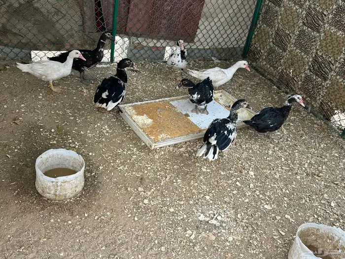 بط للبيع او البدل 0