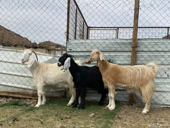 جفار مصريات صنف وحده عارضيه دفيع شرط واصلات فحص سونار 2