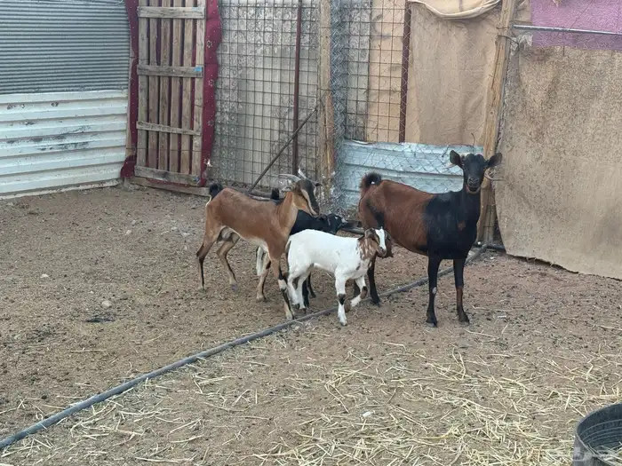 معزاء جنوبيات ولد 5