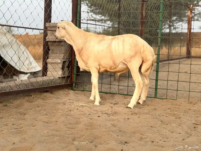 مشروع فحل أصمع 2