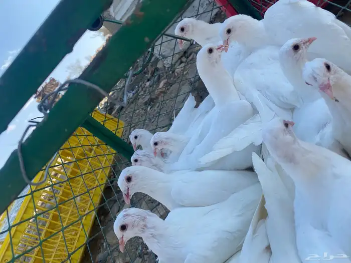 زغاليل فرنسي سوبر جانبو 6