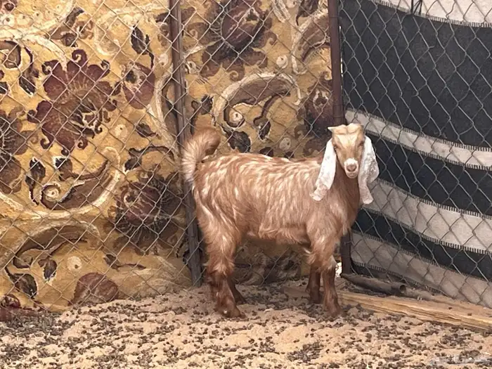 للبيع تيس لباني وخروف عمر 5شهور 1