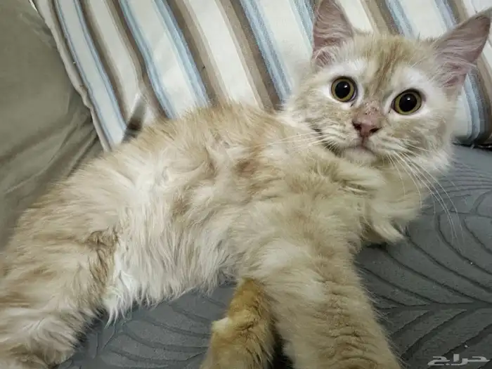 قط للتبني بجدة 1