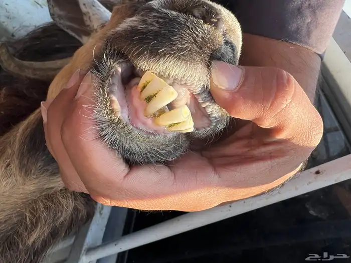 عنز تحتها تيس وجفره 2