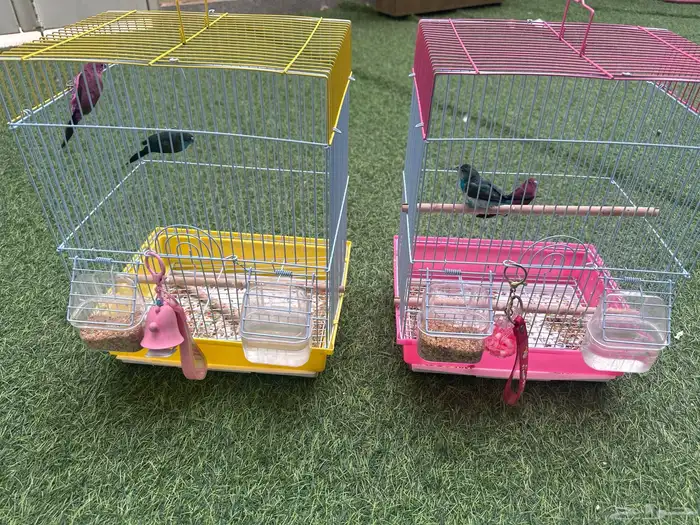 طيور زينة زيبرا وسمك زينة 1