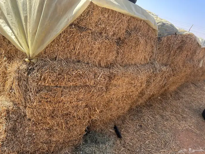 برسيم مخلوط بدون شوك 4