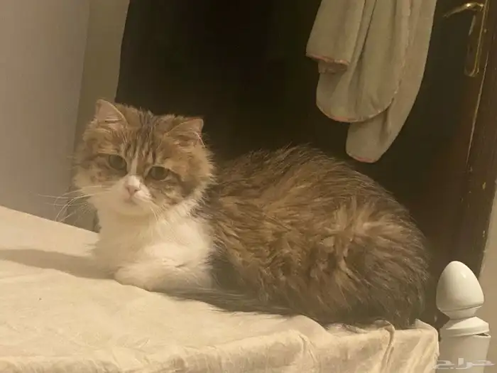 قطة مفقودة حي جرير 1