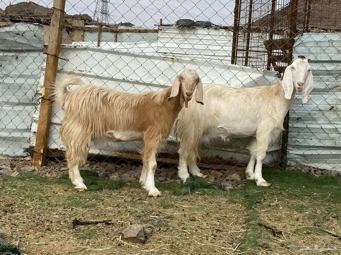 جفار مصريات صنف وحده عارضيه دفيع شرط واصلات فحص سونار 8