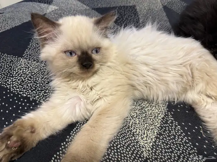 قطط صغيرة كيتن للبيع في الدمام 1