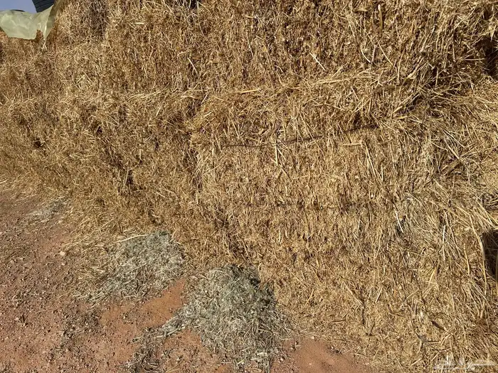 برسيم مخلوط بدون شوك 2