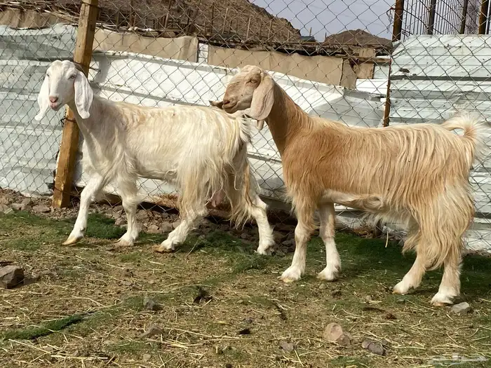 جفار مصريات صنف وحده عارضيه دفيع شرط واصلات فحص سونار 15