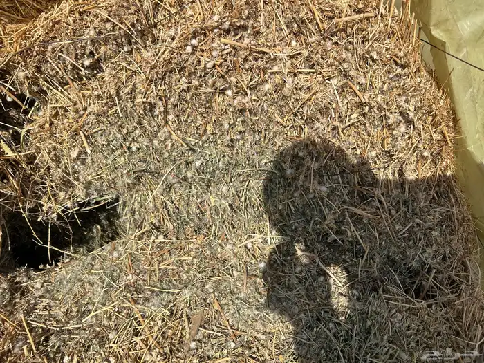 برسيم مخلوط بدون شوك 1