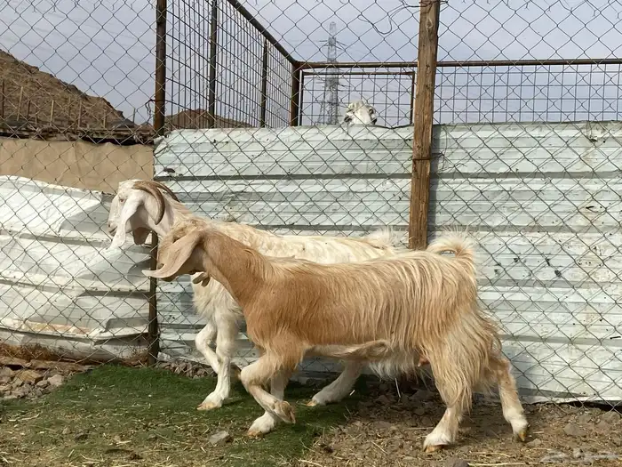 جفار مصريات صنف وحده عارضيه دفيع شرط واصلات فحص سونار 13