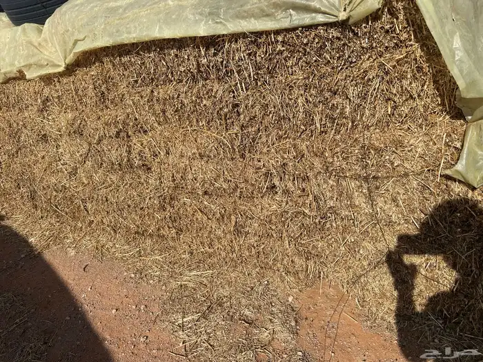 برسيم مخلوط بدون شوك 0