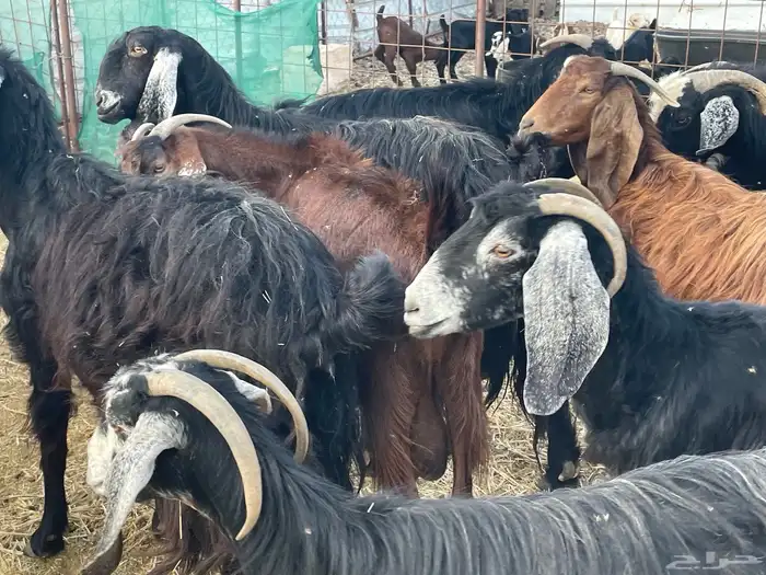 للبيع معزا العدد14 زايد الفحل مولد منها 7معها 9 الباقي دفيع 3