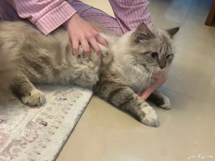 قط مفقود و جد 1