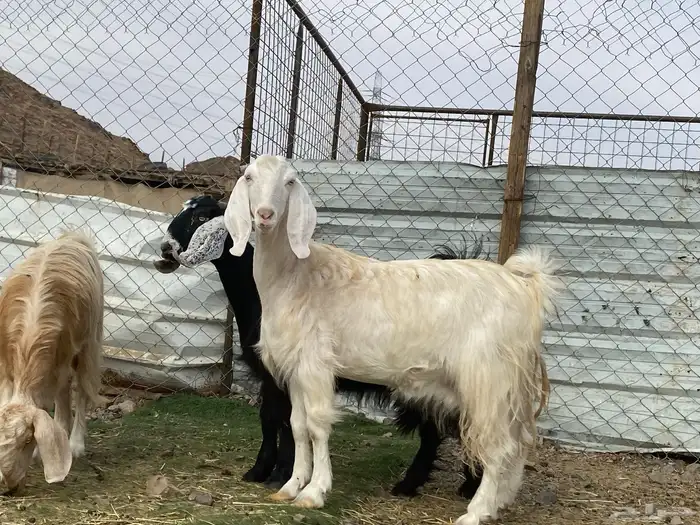 جفار مصريات صنف وحده عارضيه دفيع شرط واصلات فحص سونار 6